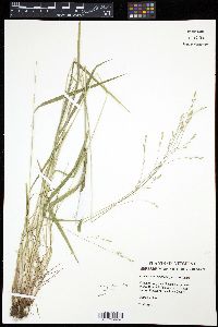 Image of Festuca subverticillata
