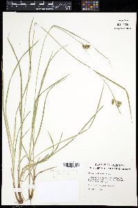 Carex pallescens image