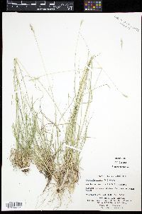 Danthonia spicata image