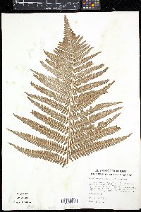 Dryopteris filix-mas image