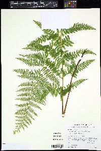 Dennstaedtia punctilobula image