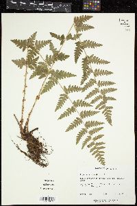 Dryopteris cristata image